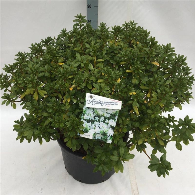 Rhododendron (AJ) 'Luzi', D 52