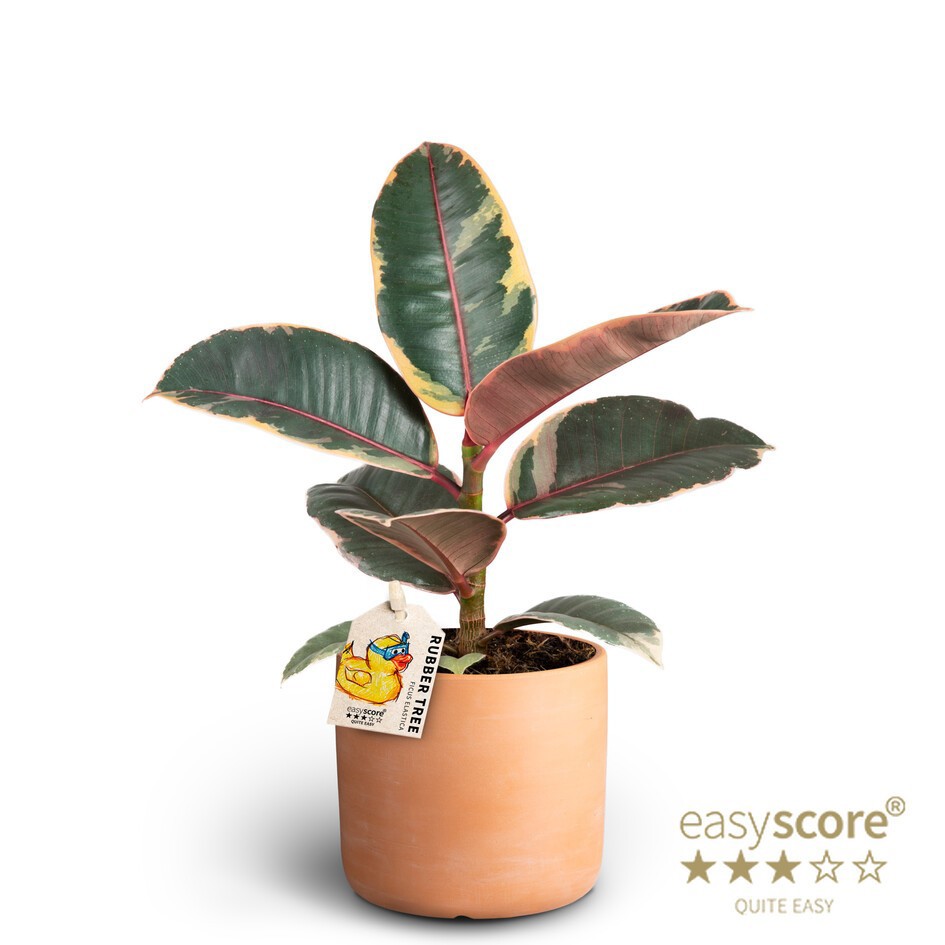 FICUS ELASTICA 40920259 Raw Te Belize, D 10