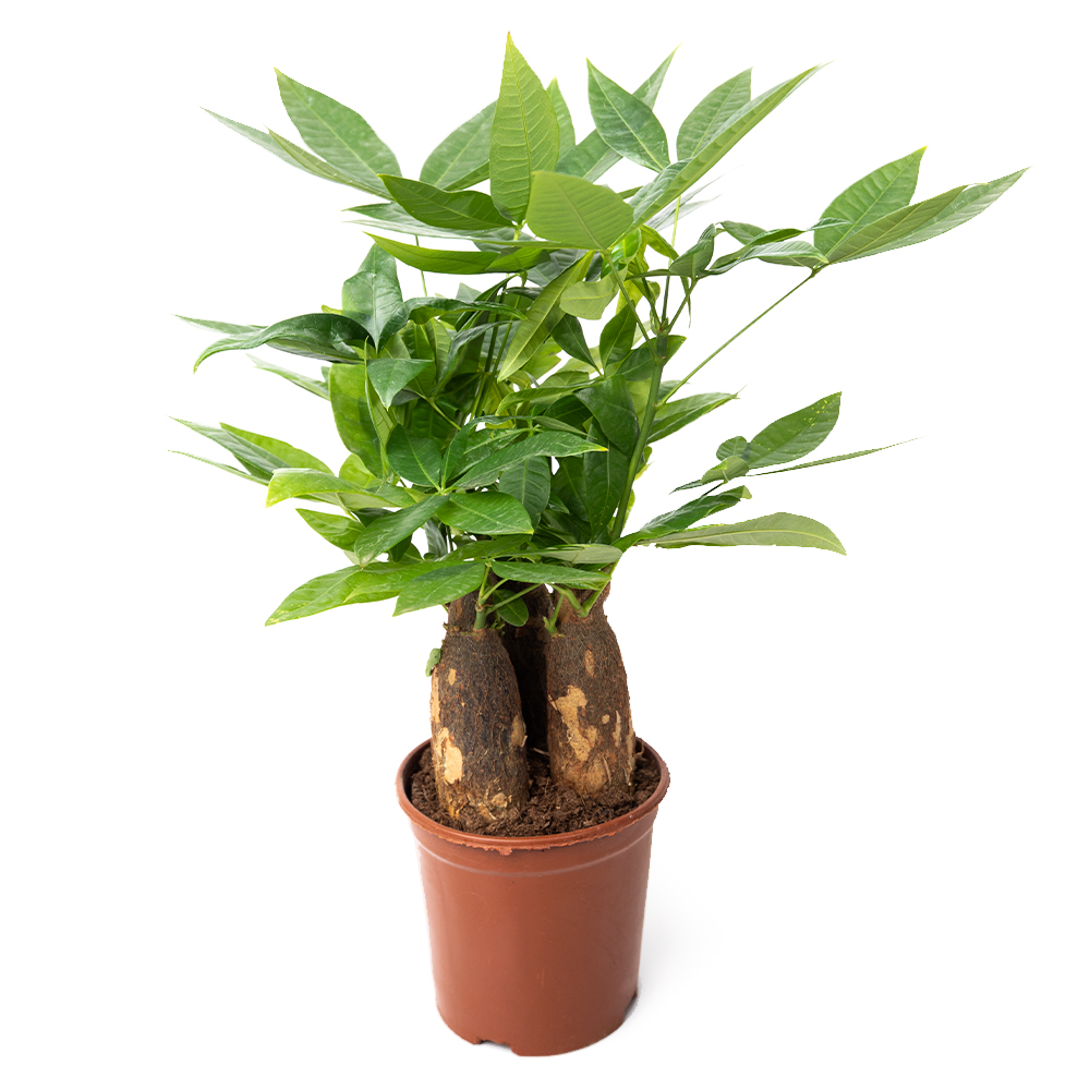 Пахира акватика 14 40 (предзаказ)