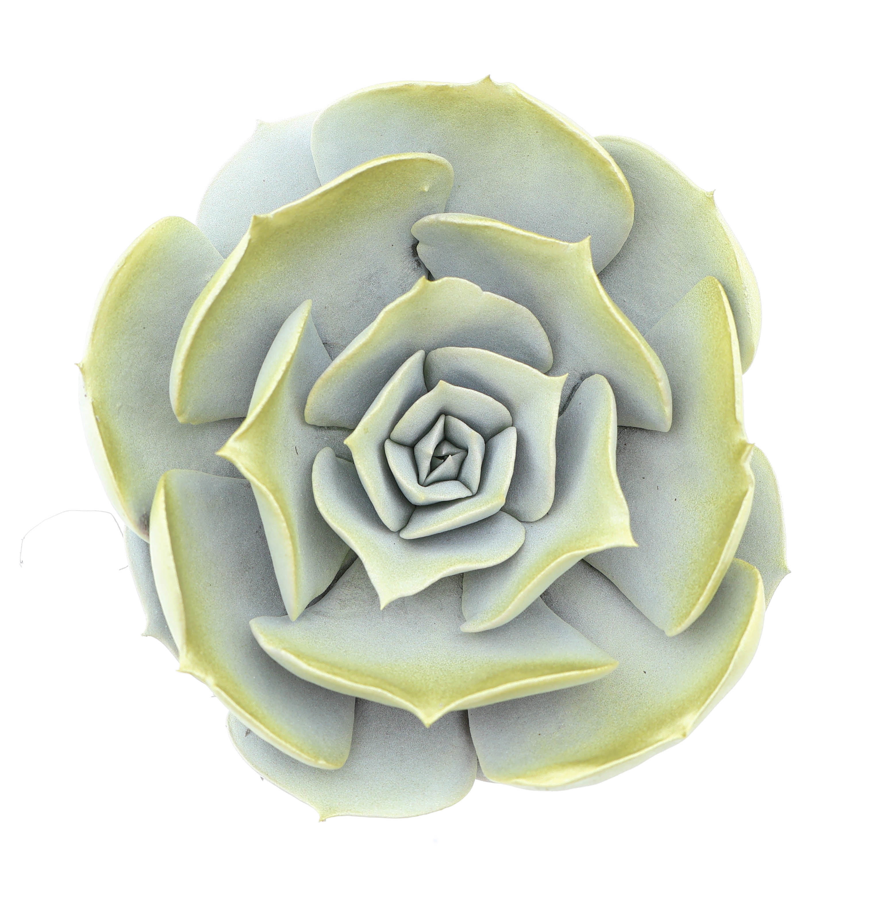 Pollux white + gold tips, D 8,5