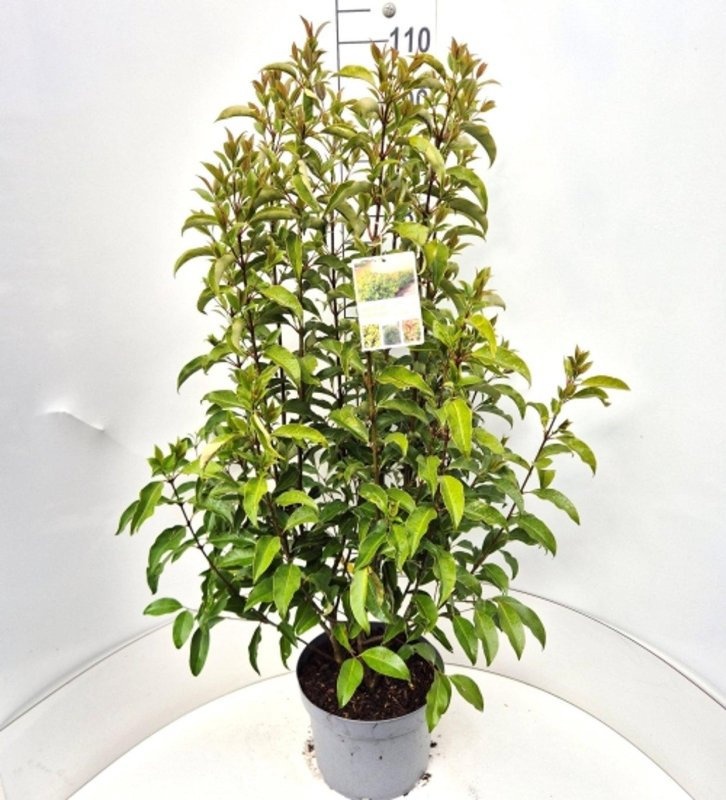 Ligustrum luc. Green Screen, D 29