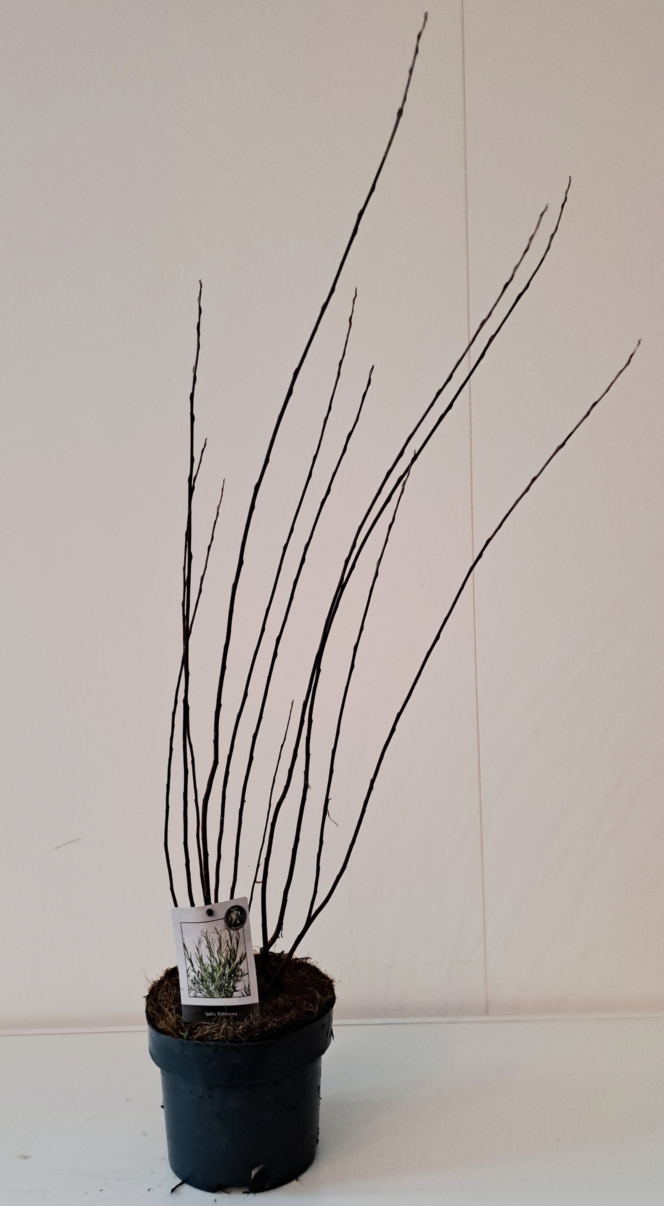 Salix Palmova bush p17, D 17