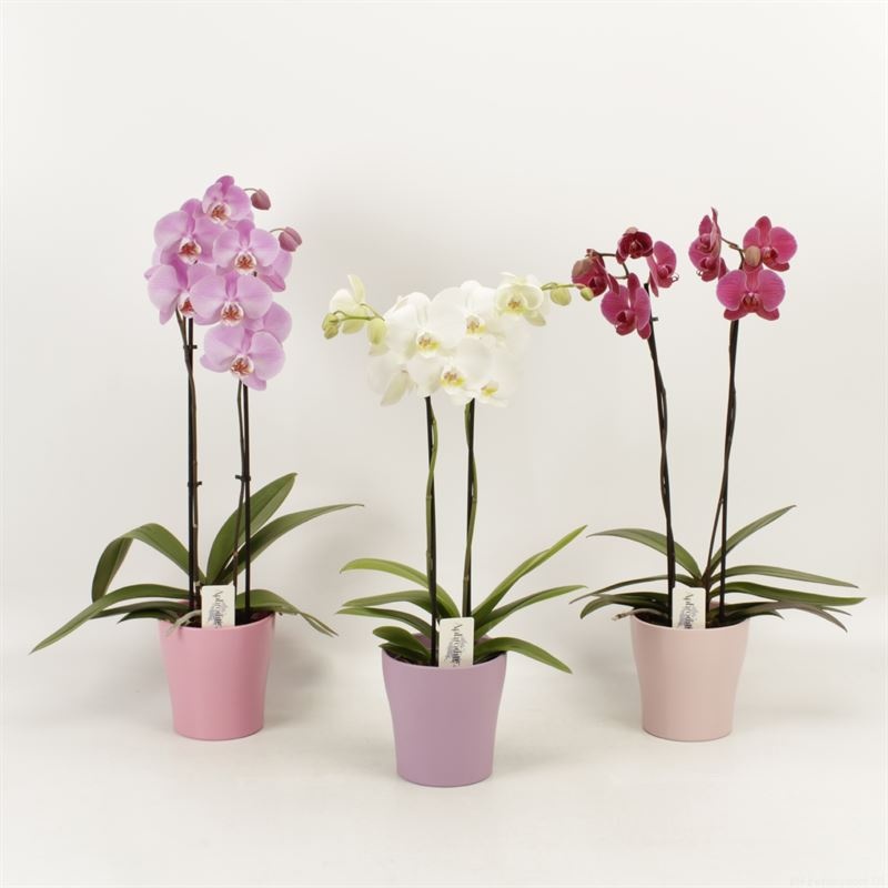 Phalaenopsis gemengd 2 tak gemengd in pastel Valentijn keramiek, D 12