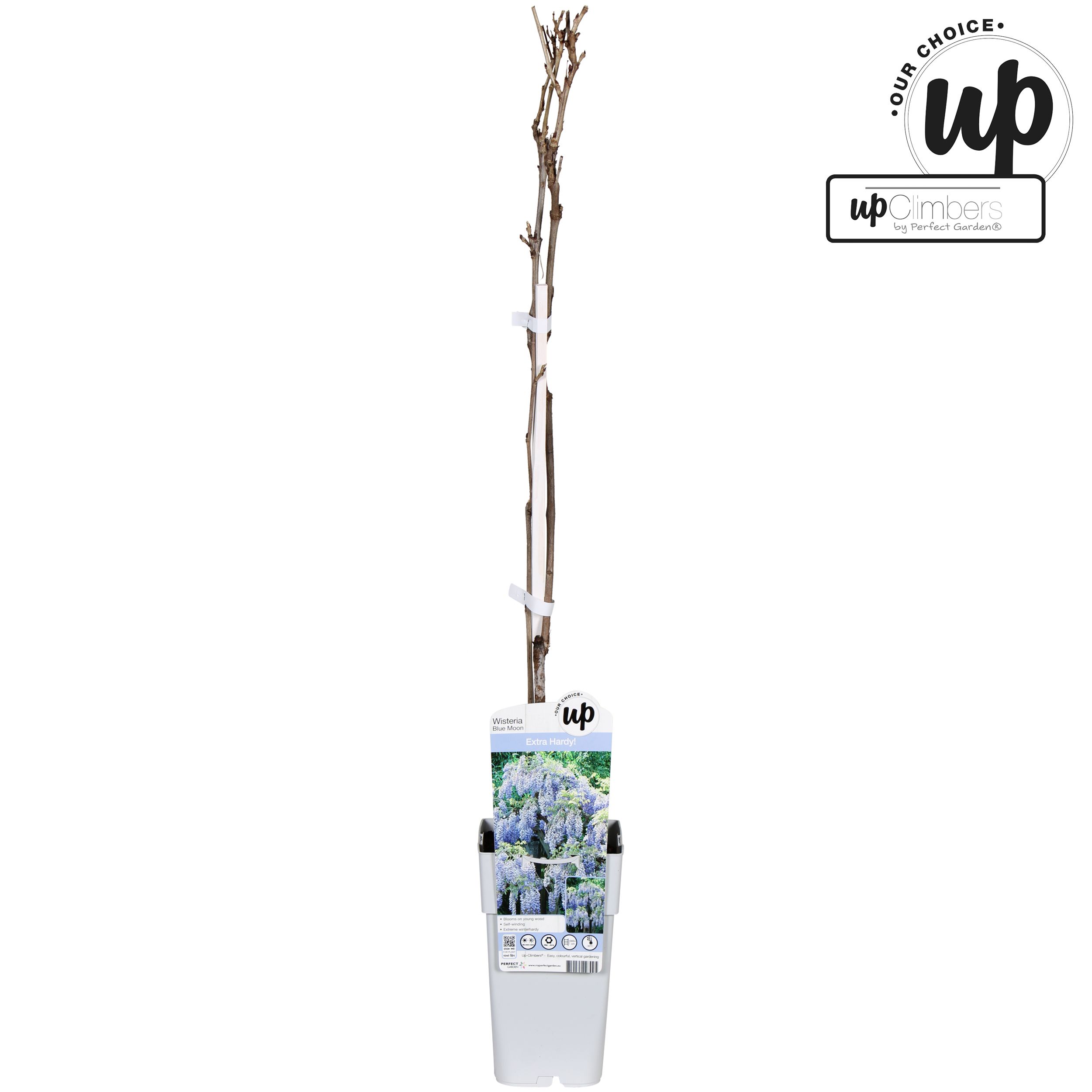 Wisteria macrostachya Blue Moon P15, D 15