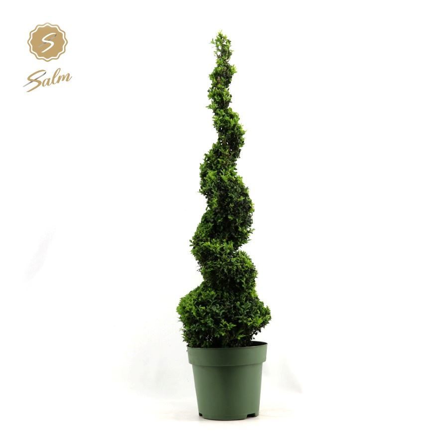 Buxus semp. Spiral 90cm, D 27