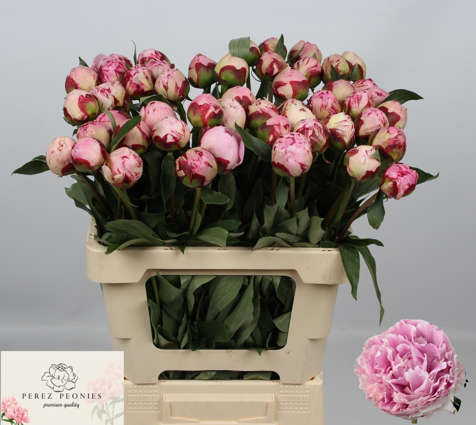 Пион Сара Бернар 60 (роз.), шт.