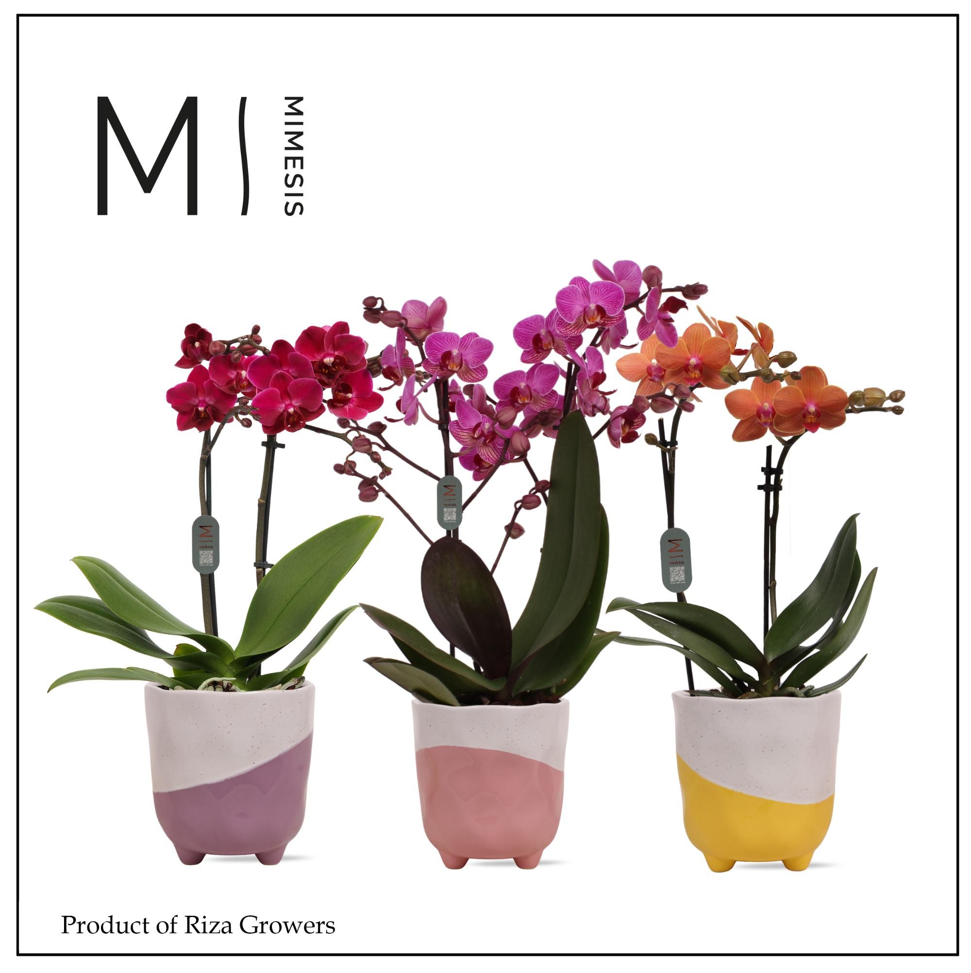 Phalaenopsis Multi Mix 2 spike – 12cm in Gabby | Mimesis, D 12