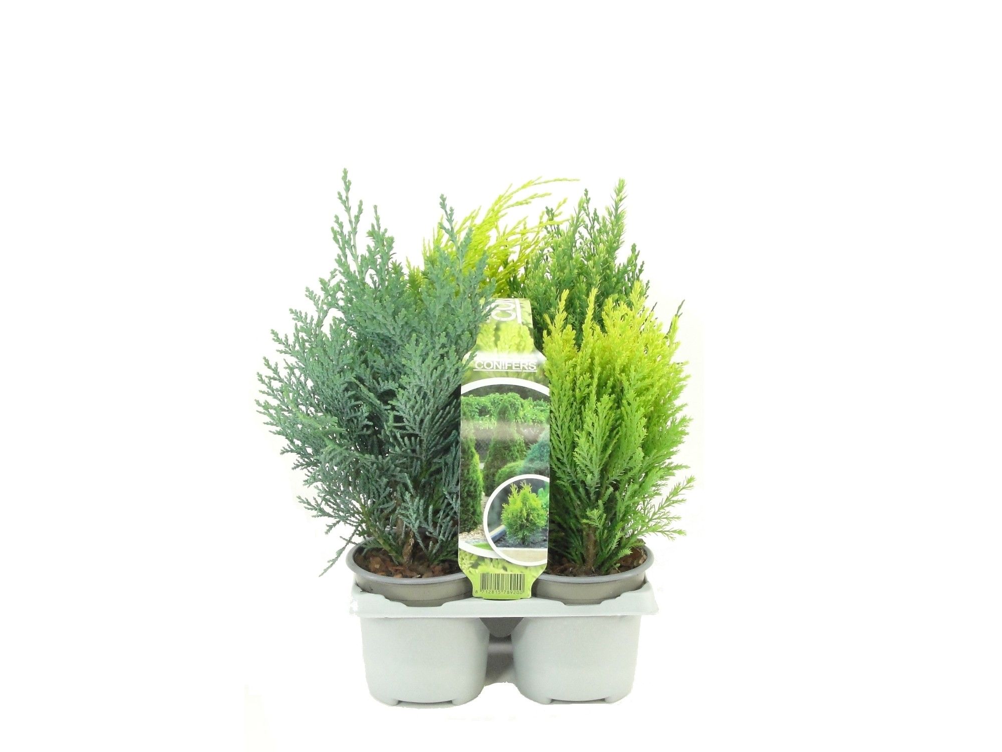 Coniferen overig gemengd, D 9