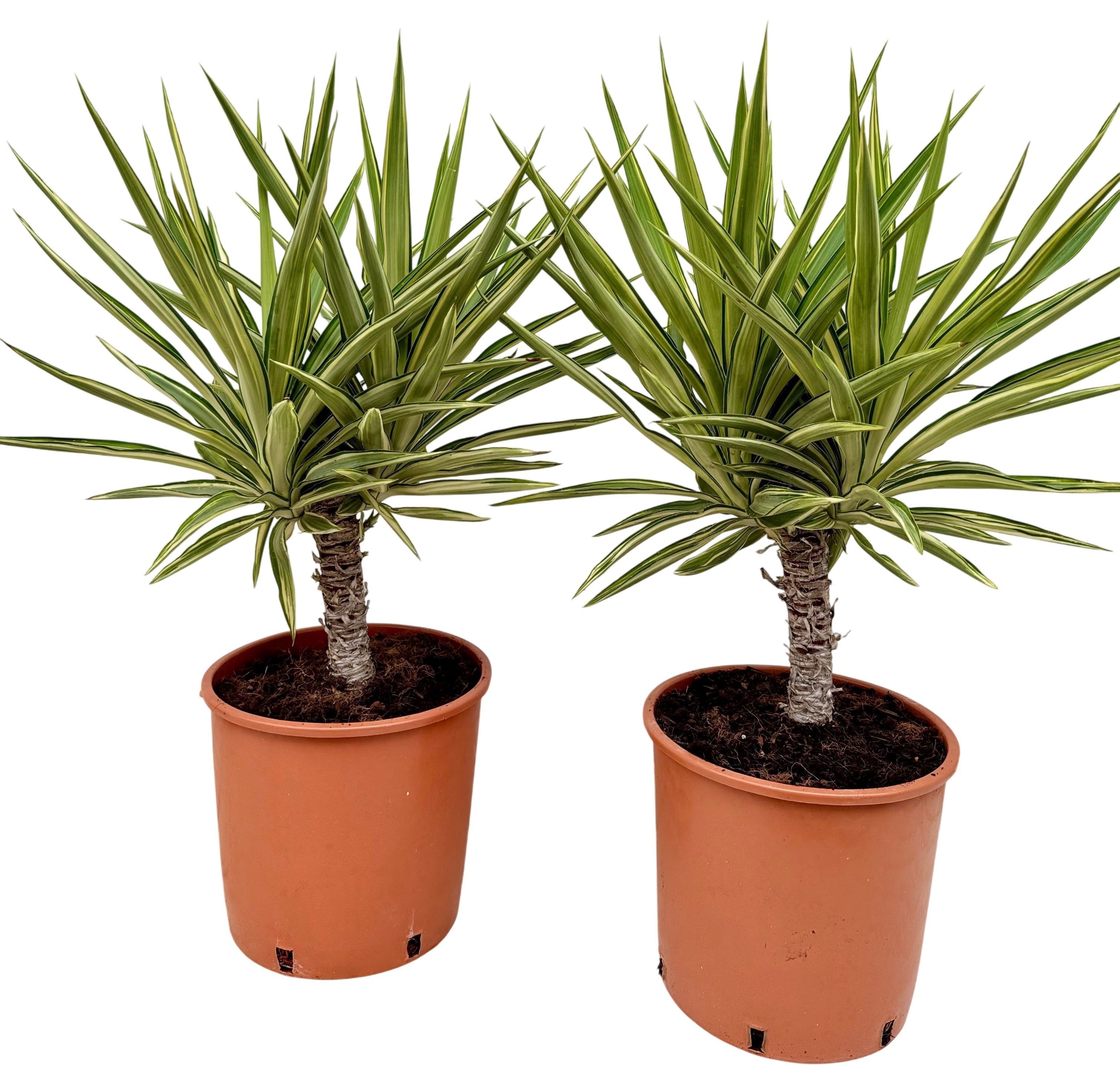 Yucca jewel P26, D 26