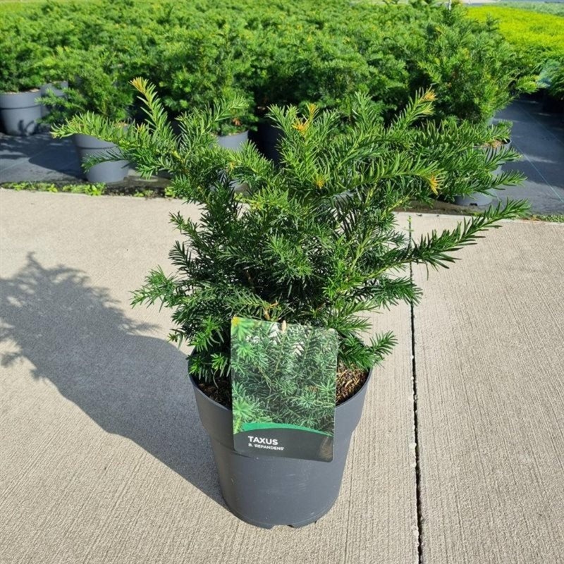 Taxus b. 'Repandens', D 29