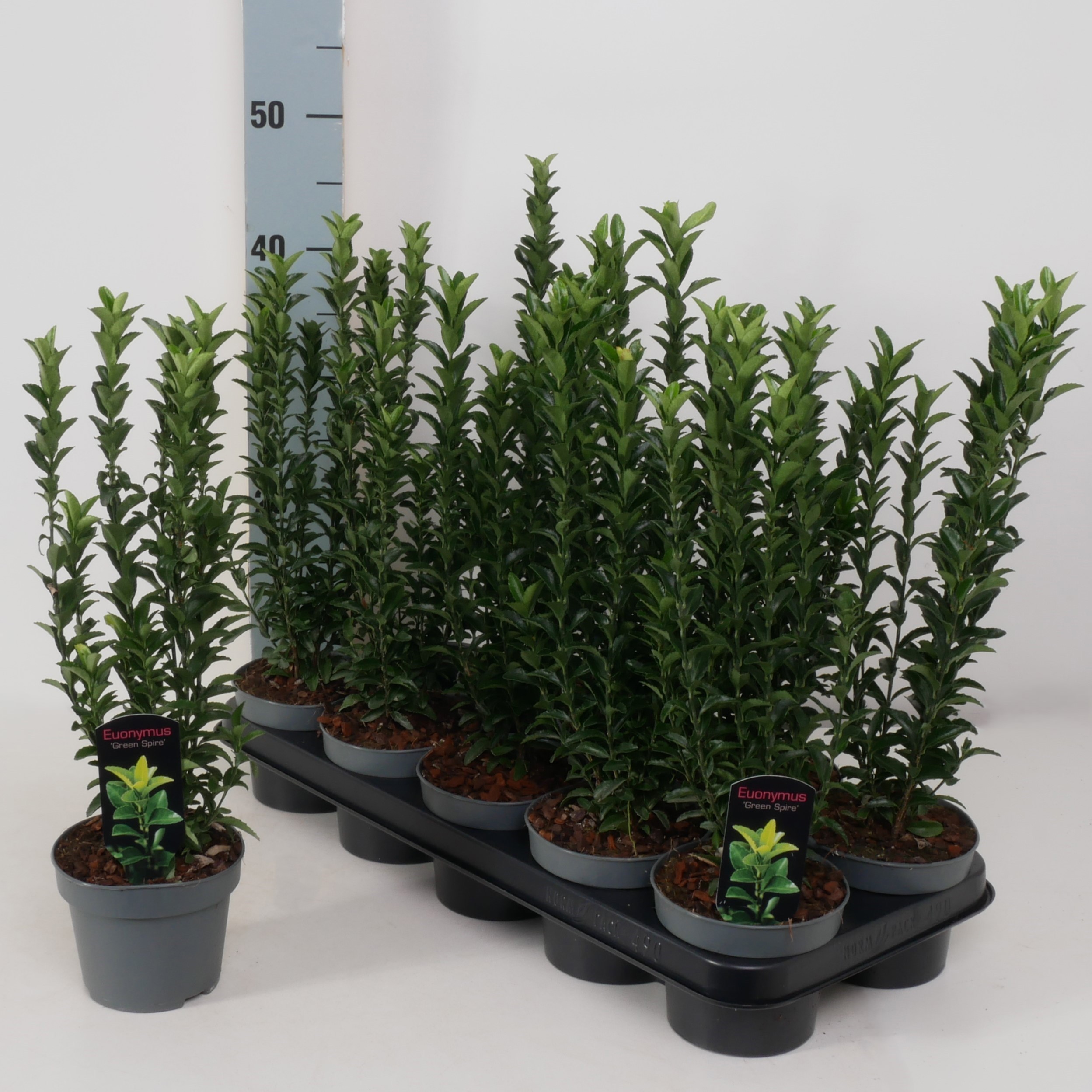 Euonymus jap. 'Green Spire' P12, D 12