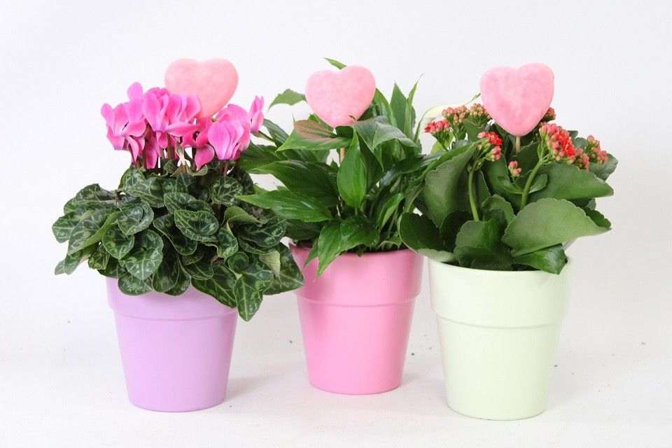 Bloeimix in gekleurde kraag pot met hartbijsteker, mix in overleg (ook in monocultuur). Valentijn, Moederdag en Vrouwend, D 12