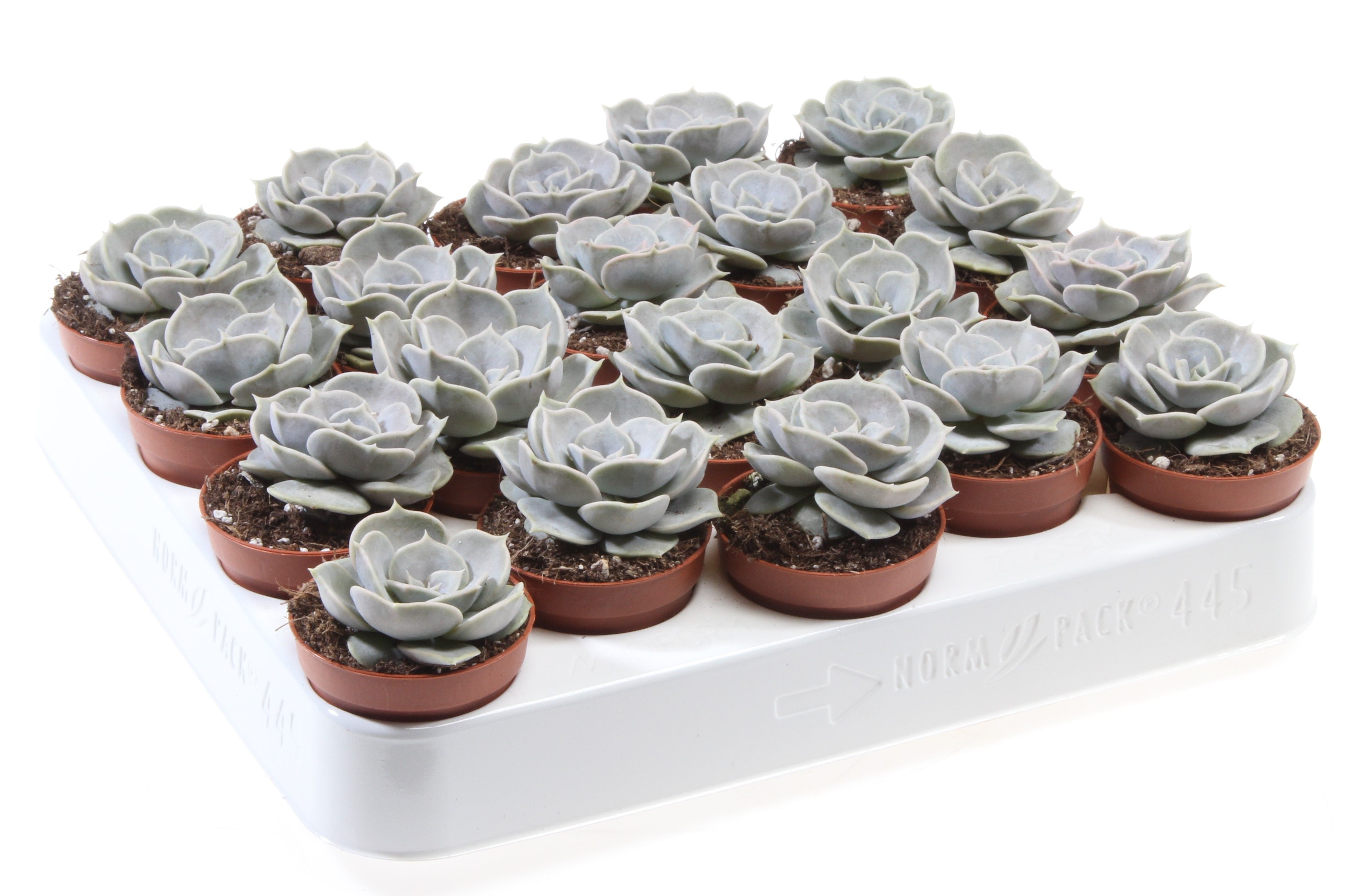 Echeveria lilacina, D 5,5
