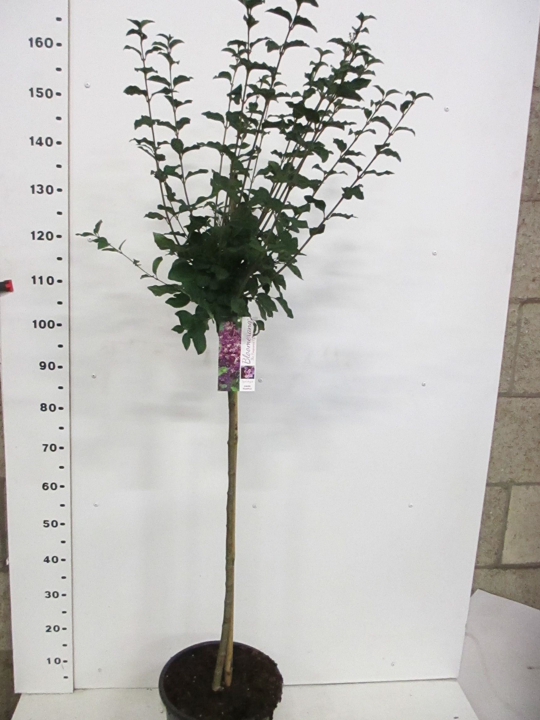 Syringa b. Dark Purple 100st. P28, D 28