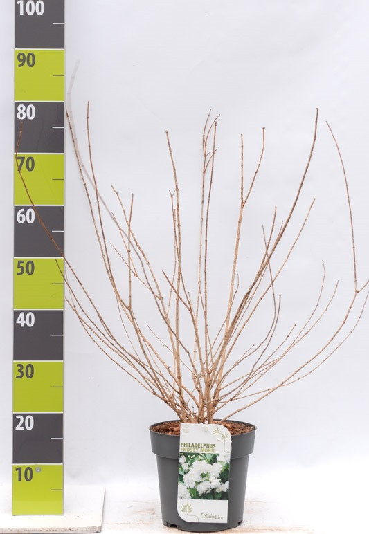 Philadelphus 'Frosty Morn' C 4,6, D 23