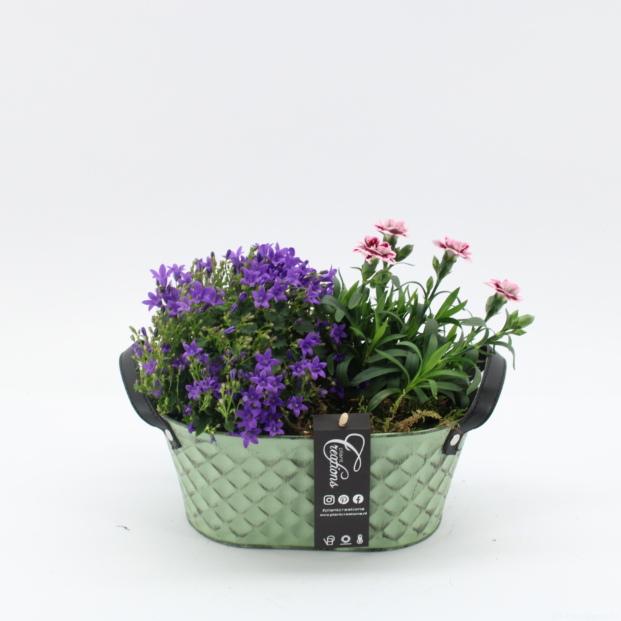 CACR-2616 Campanula creations, D 25