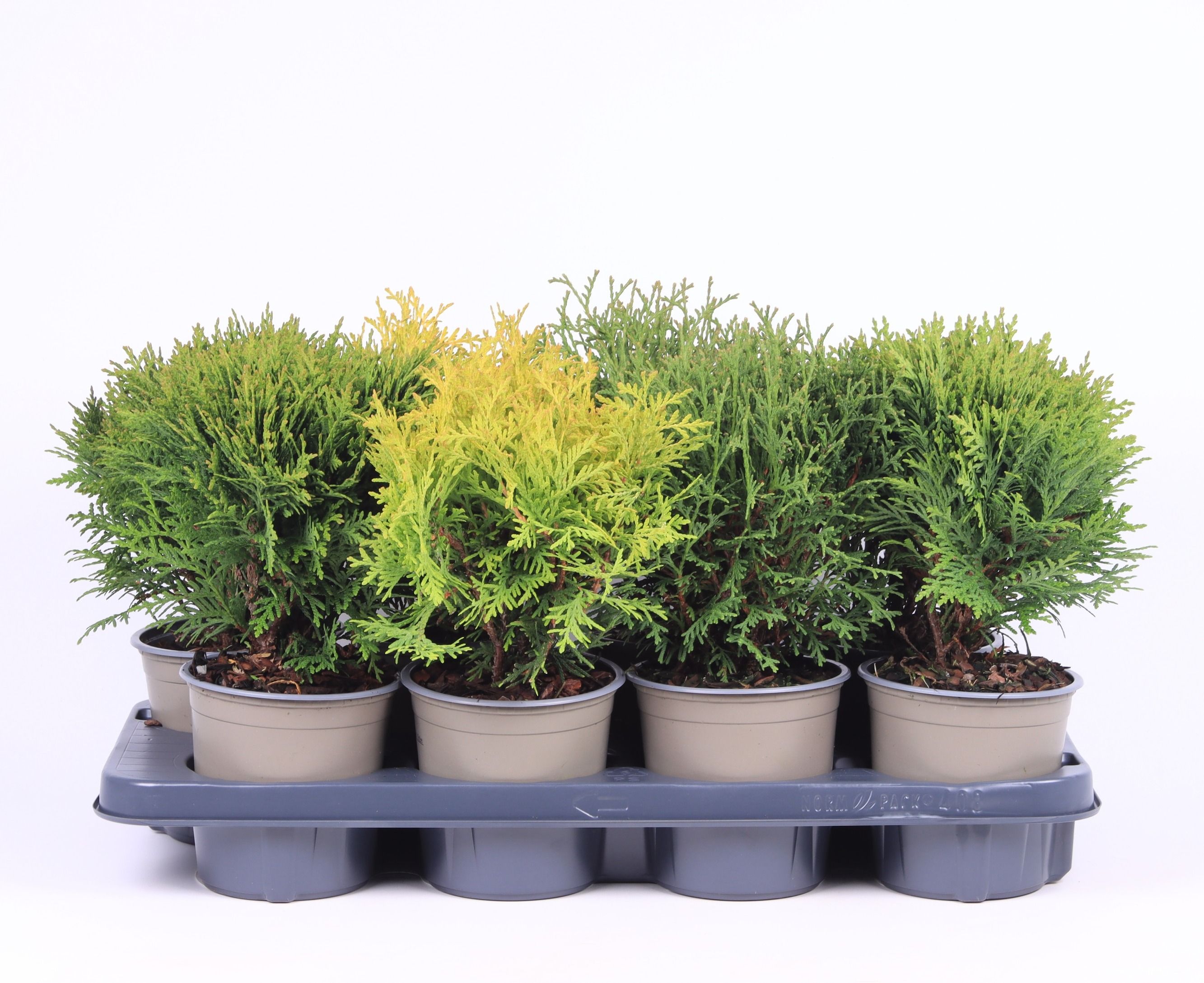 Bolvormige mix P-13, D 13