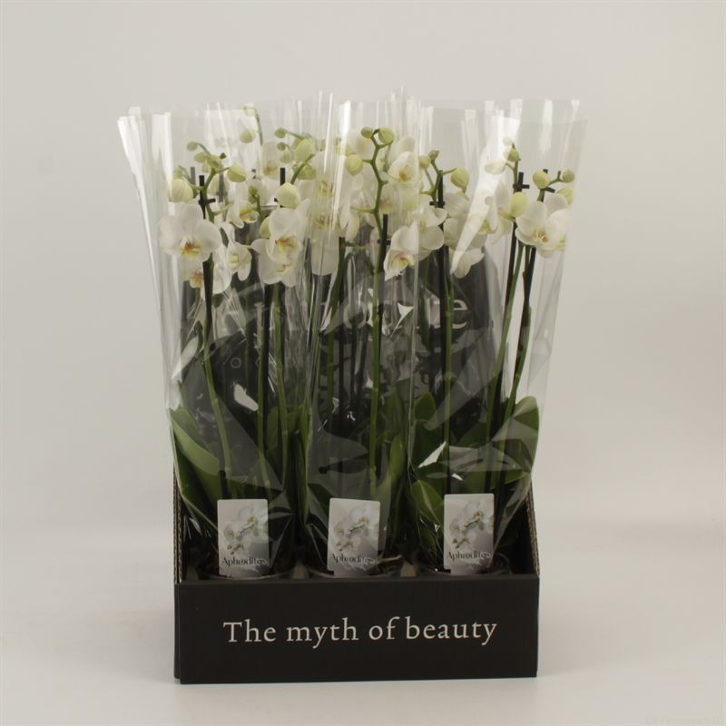 Phalaenopsis overig wit 3 tak wit in displaybox, D 12