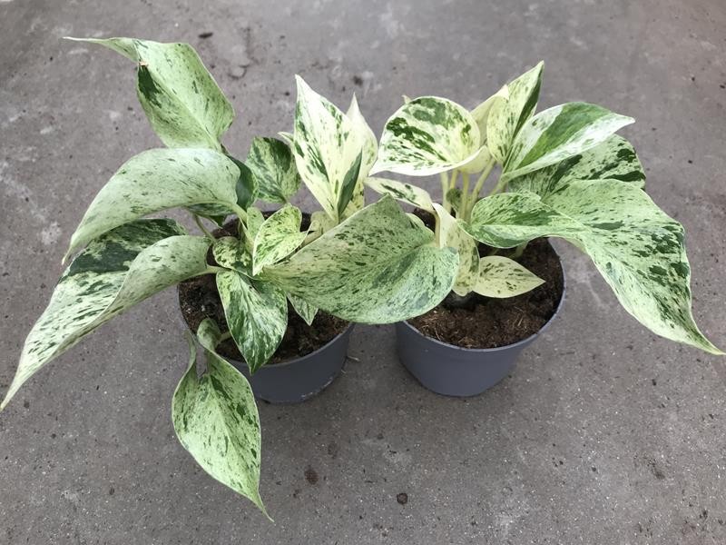 EPIPREMNUM PINNATUM 'SNOW LEOPARD', D 12