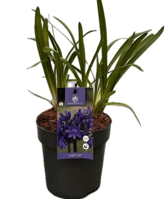 Agapanthus 'Lady Lay' P19 EVERGREEN, D 19