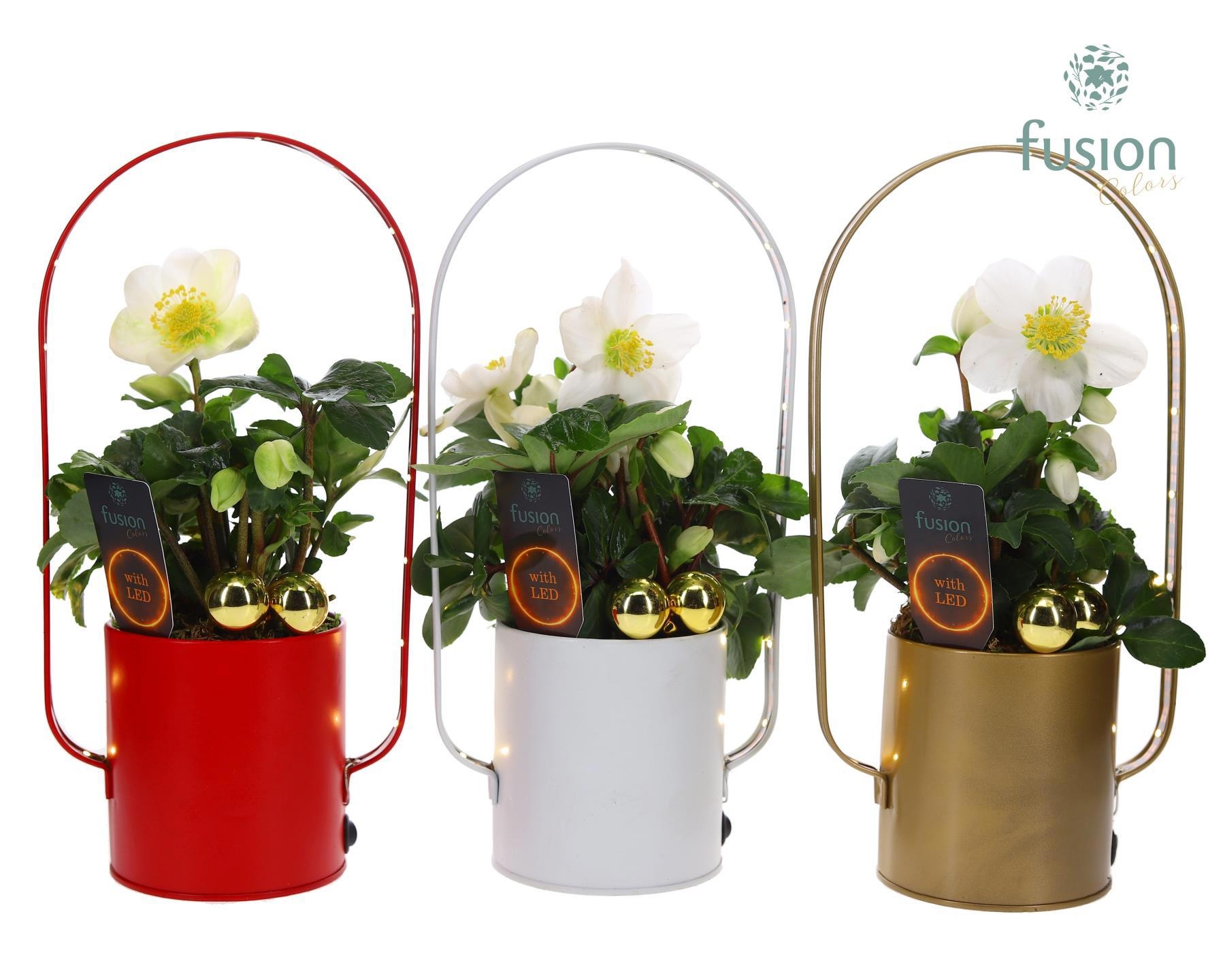 Led planter zink boog kerst met Helleborus, D 9 cm