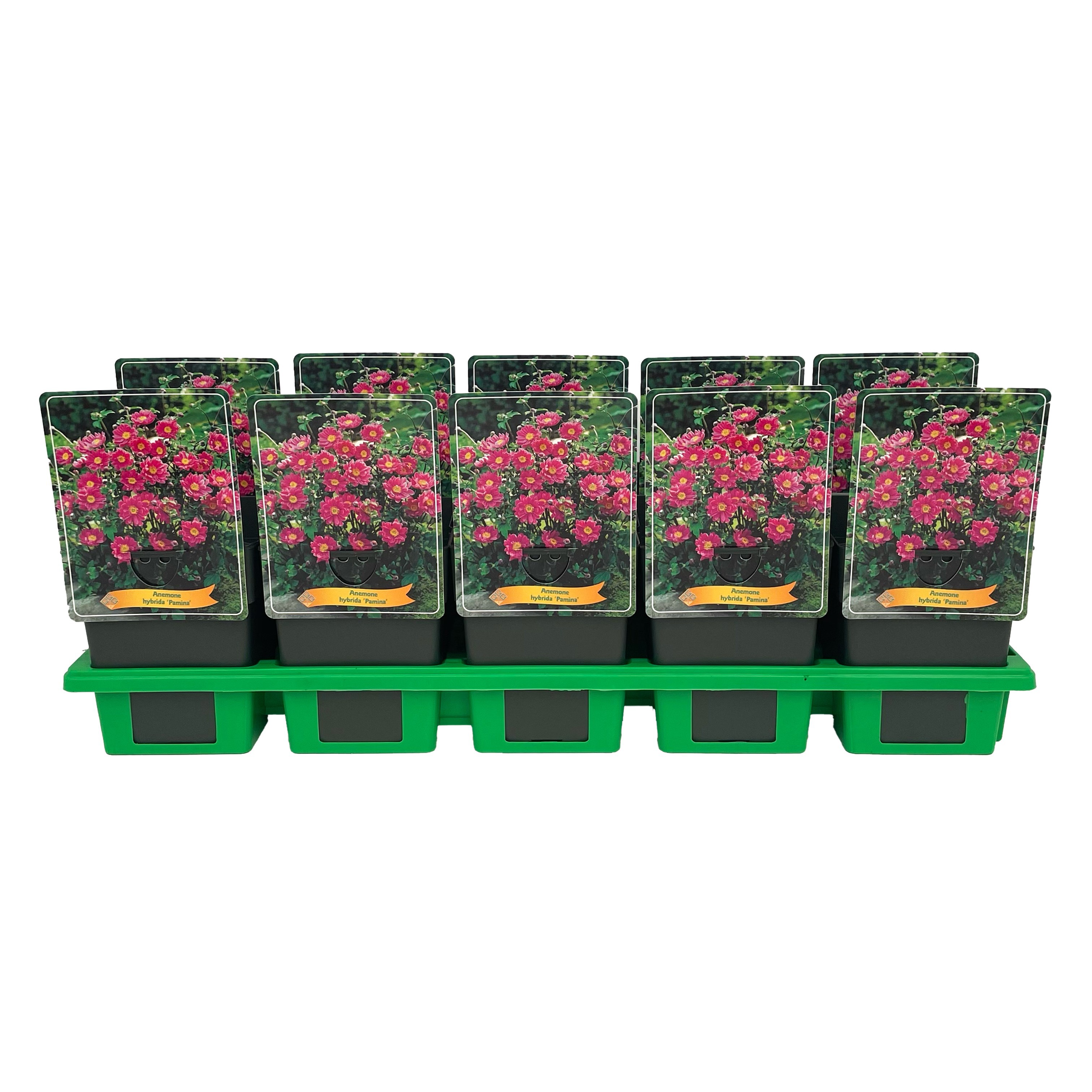 Anemone Pamina P11, D 11