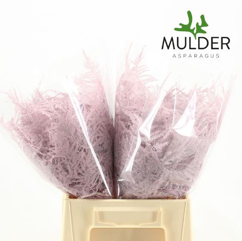 Аспарагус Овериг Крашеный (краш. ) 45, шт.