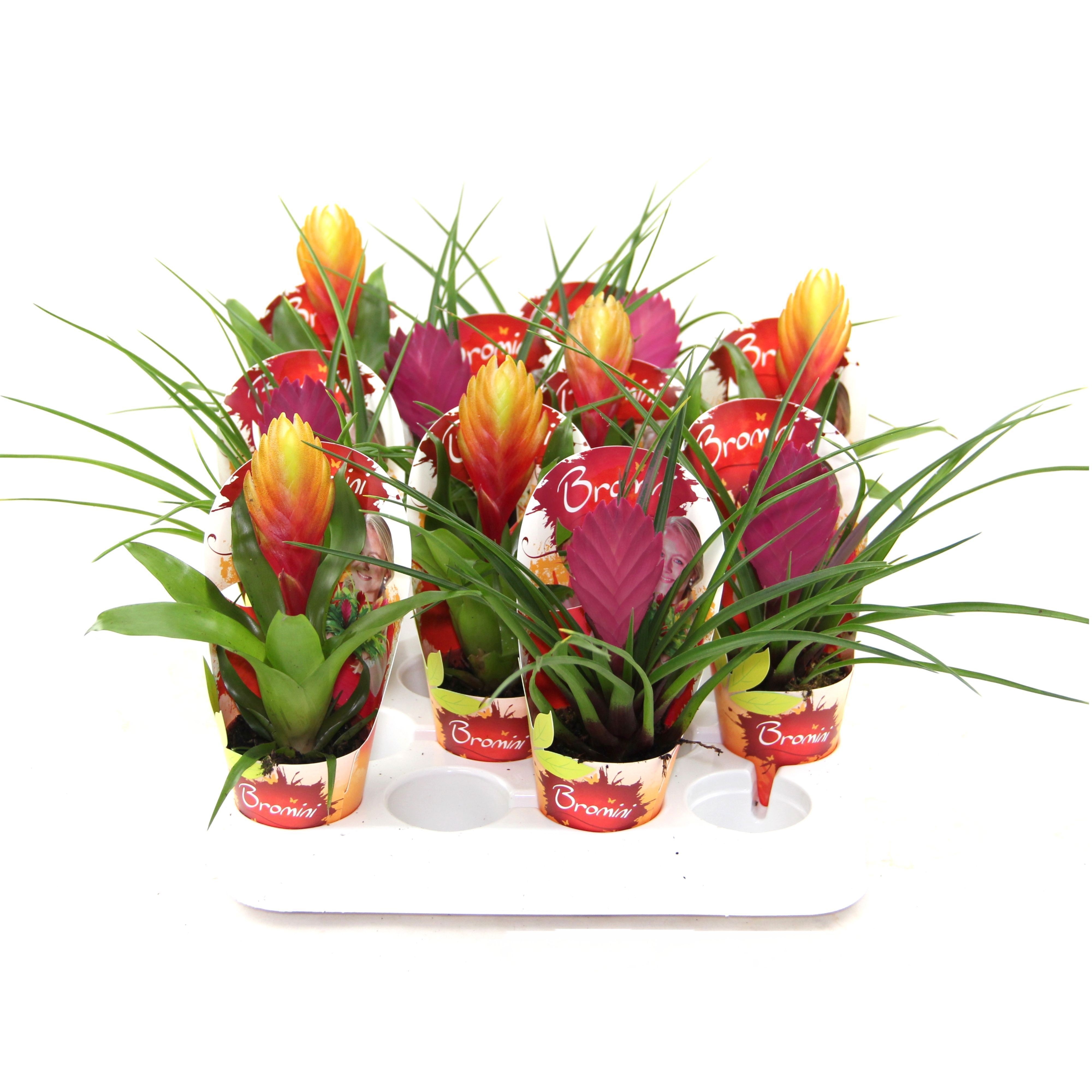 Bromini mix in potcover, D 7