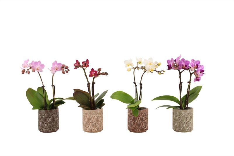 Betonpot p06 Brett Phal Tiny Dolls mix 2T10+ Aqua@, D 6