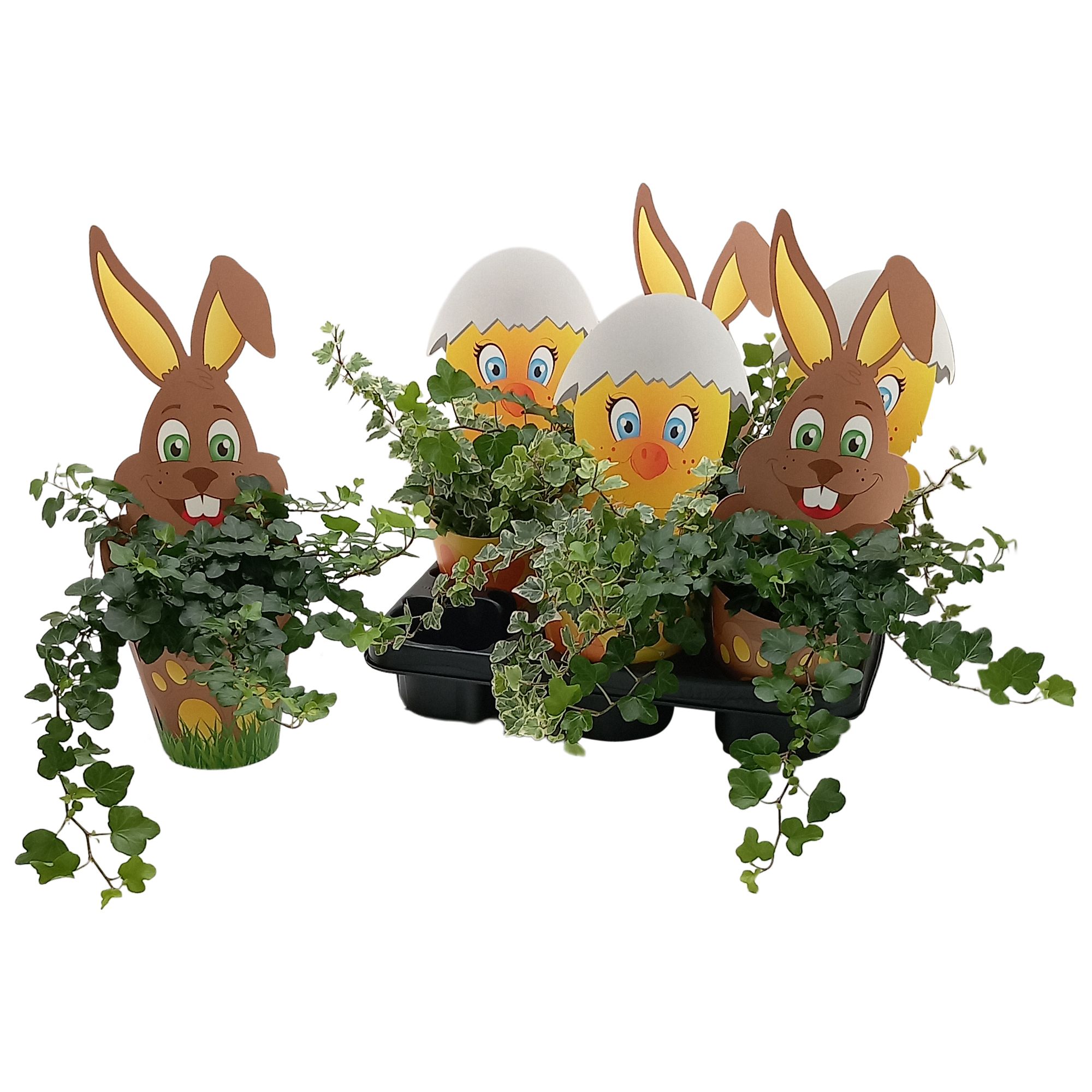 Hedera White Wonder & Wonder Paashaas & PaasKuiken potcover mix, D 13