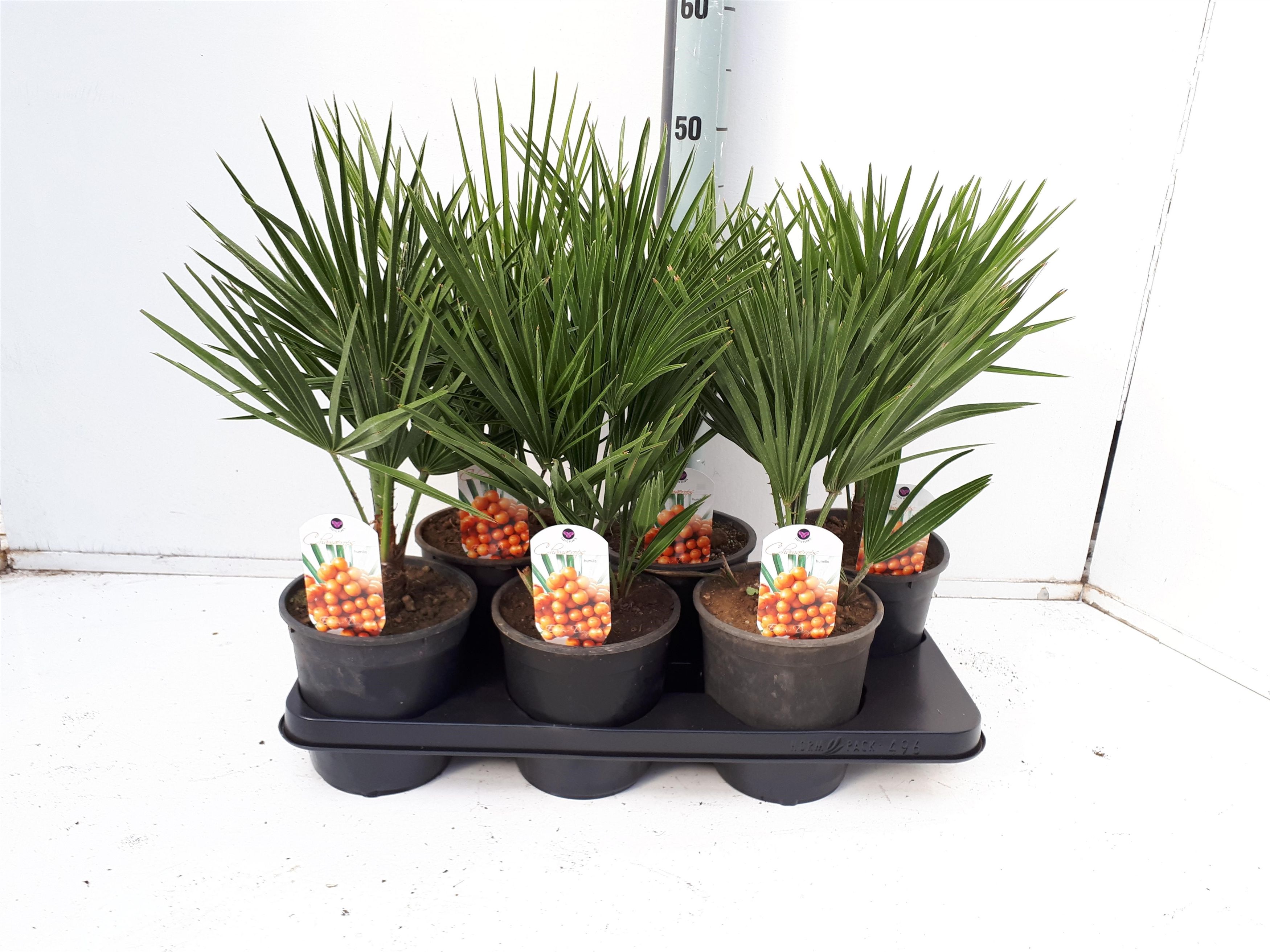 Chamaerops humilis, D 15