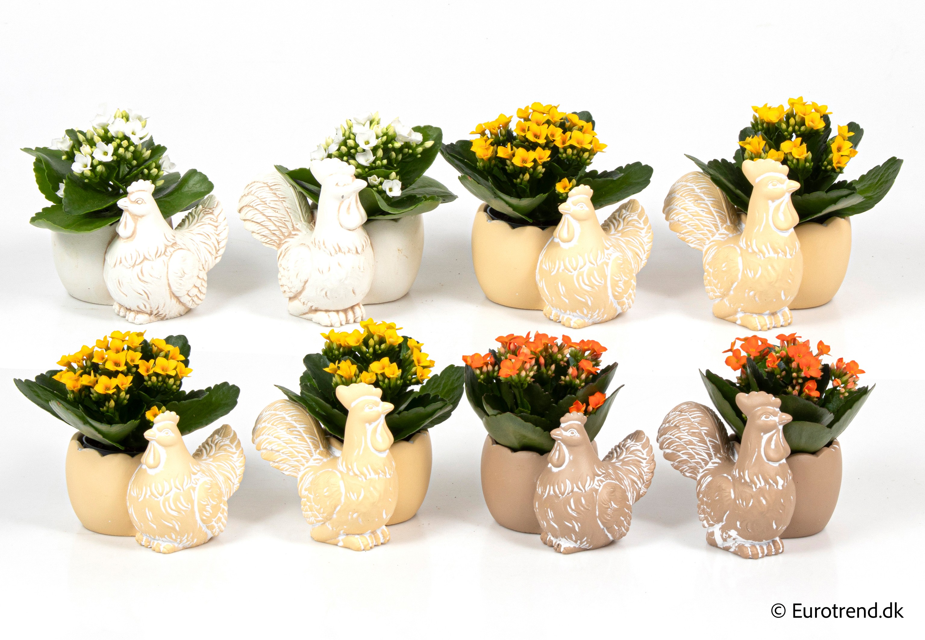 Kalanchoe in Easter ceramic 2026, D 6