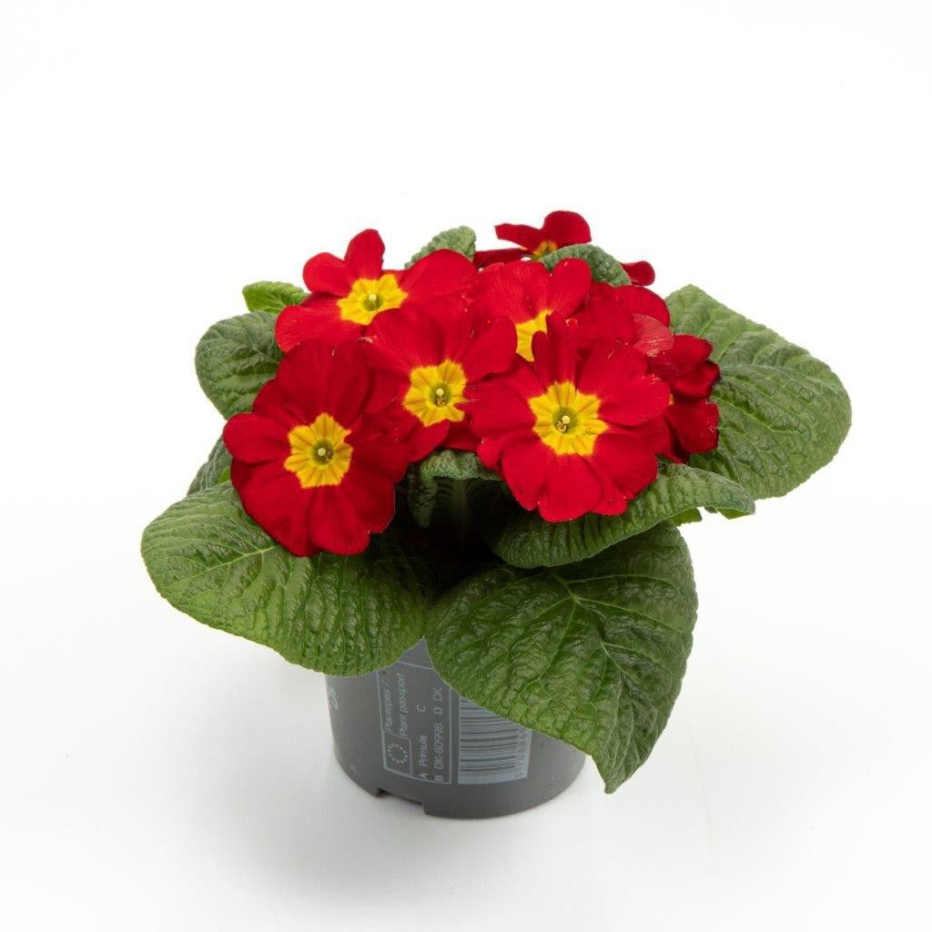 PRIMULA VULGARIS-HYBRID 'RED', D 11