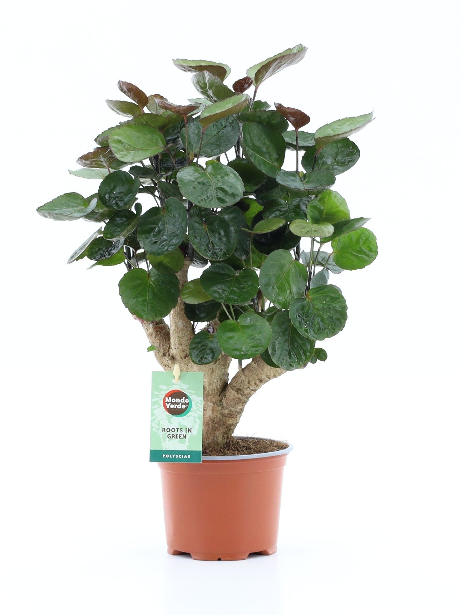 Polyscias Fabian, D 12