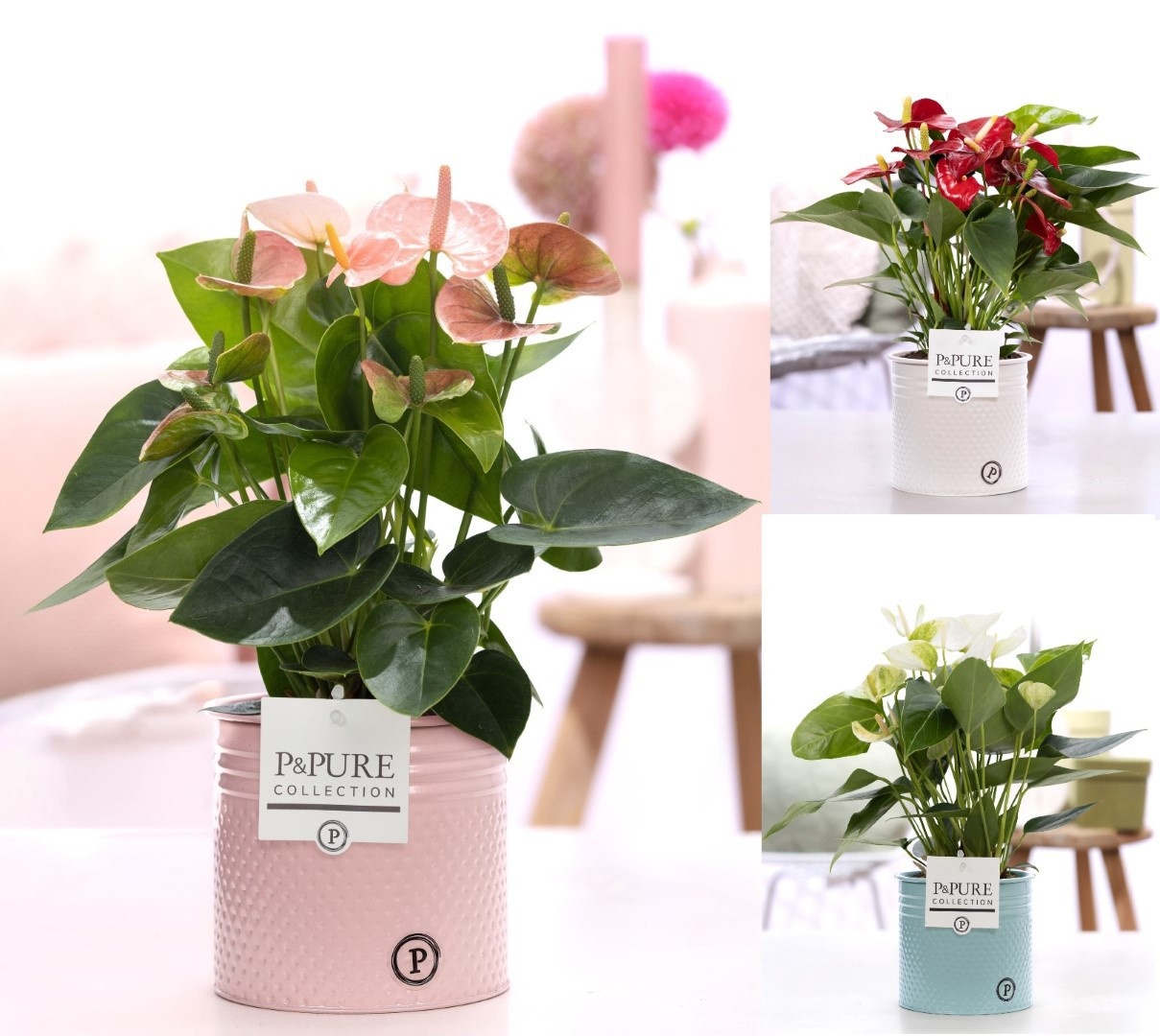 Anthurium mix in P&PURE zinc Louise 4;, D 12