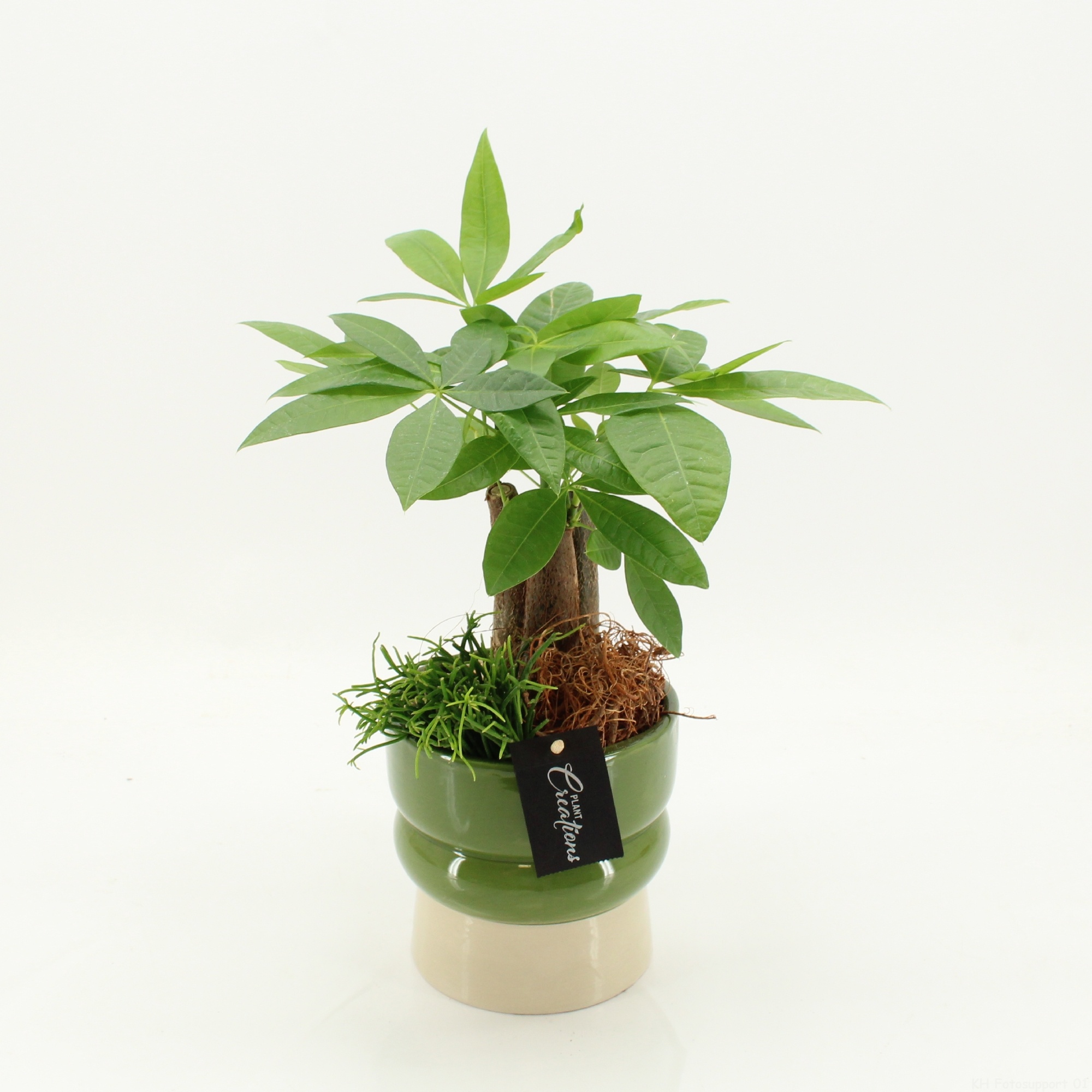 GRCR-2637 Green Essentials, D 14