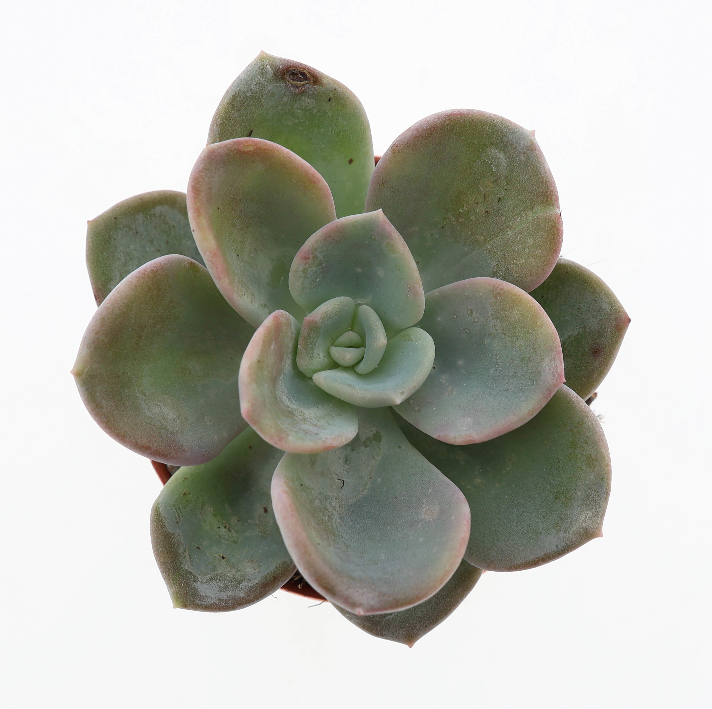 Echeveria orpet, D 5,5