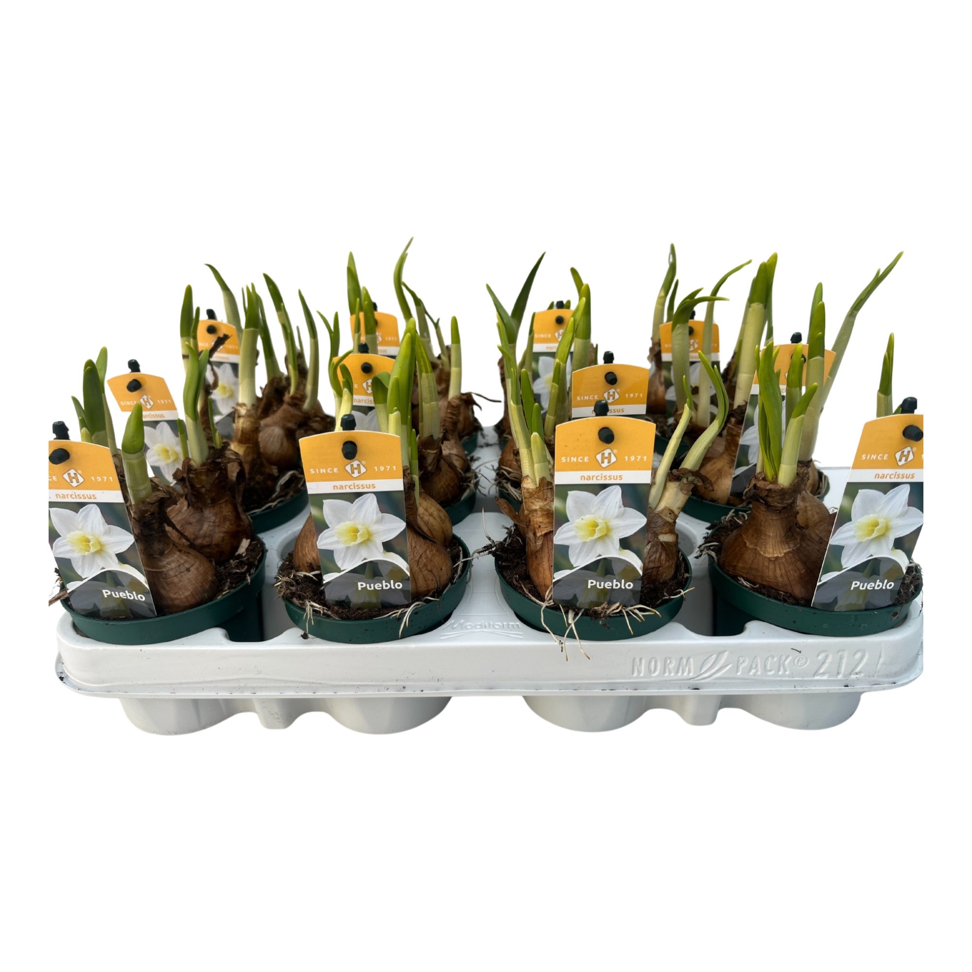 Narcis Pueblo 9 cm., D 9