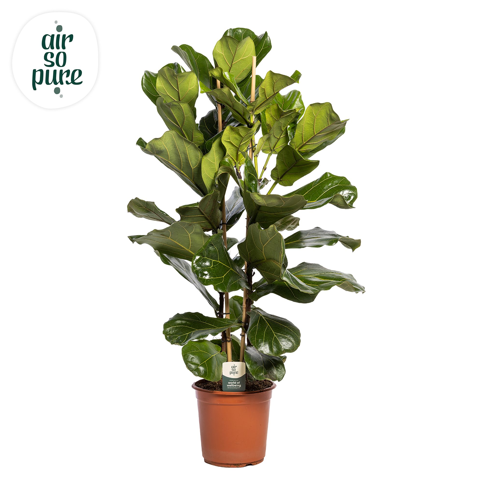 Ficus Lyrata, 2pp, p24 (Air so Pure), D 24