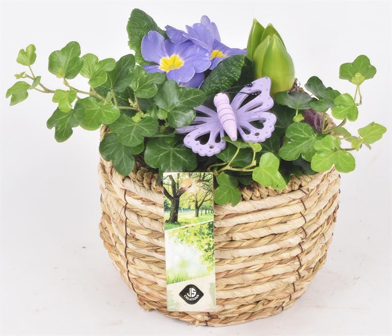 Mais mand 16cm, D 16