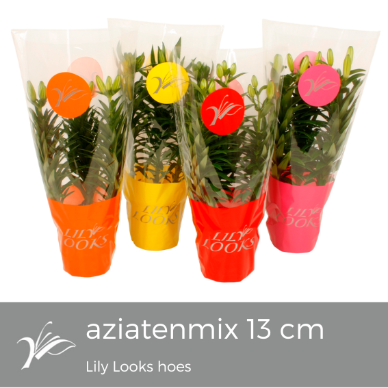 Lilium 13 cm aziatenmix Lily Looks hoes (az. lelie), D 13