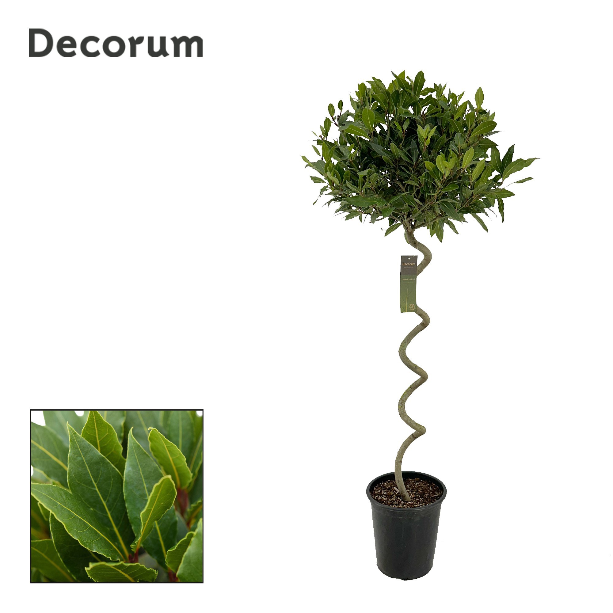 Laurus nobilis Kurketrekker, D 25