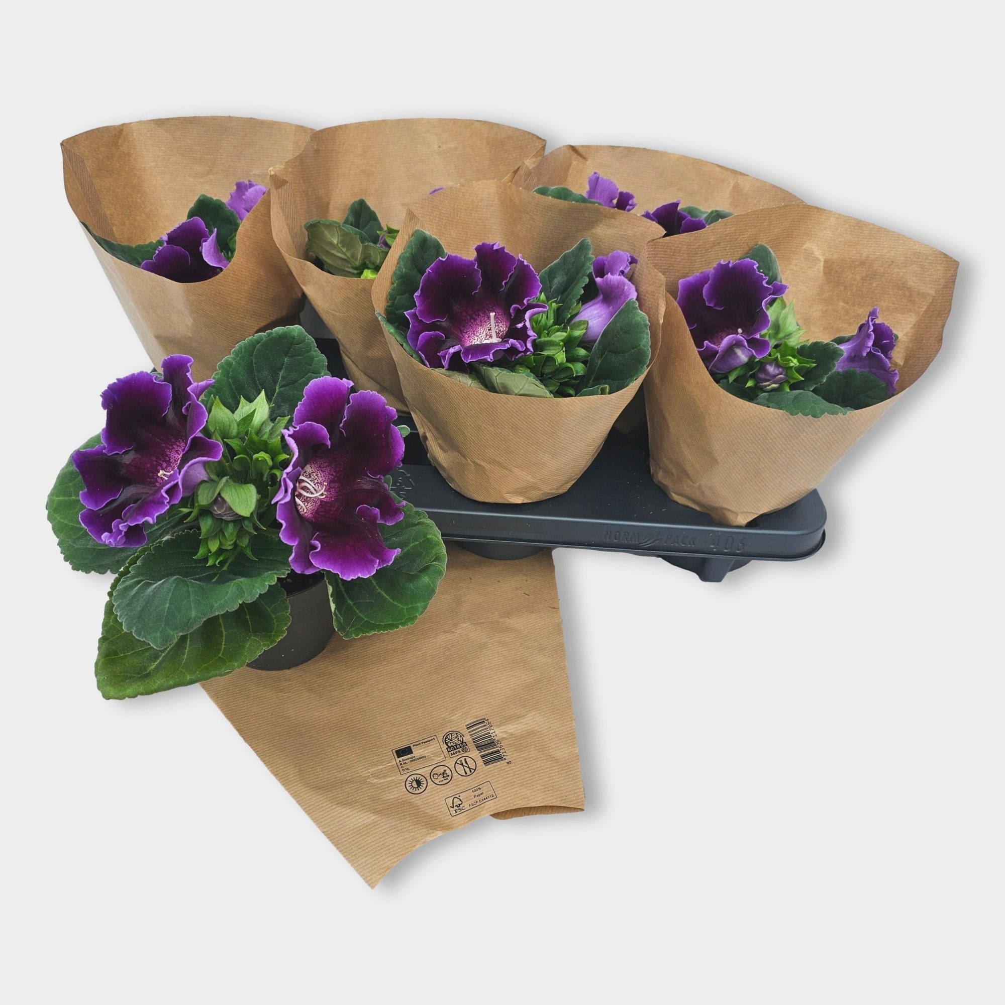 Gloxinia Avanti Blue, D 12