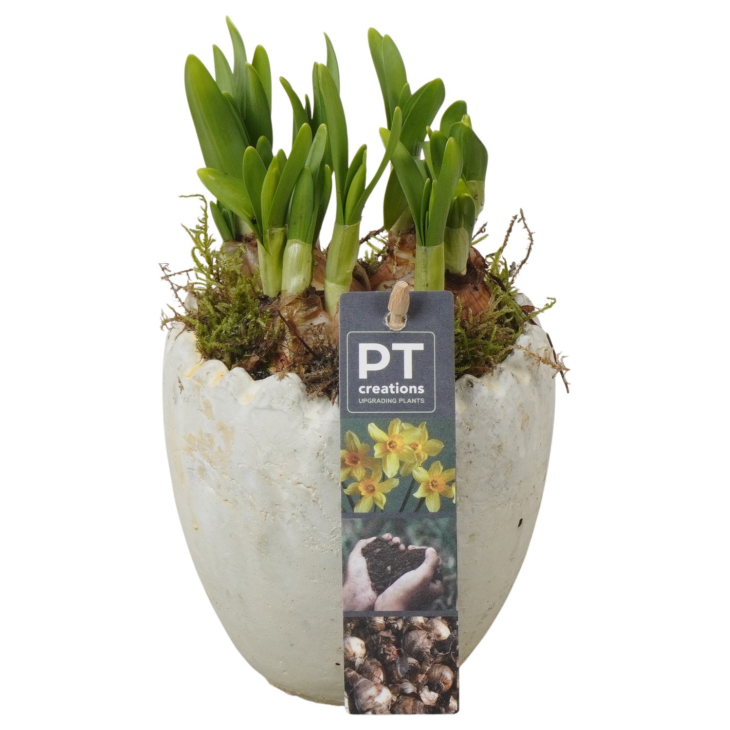 PTNP4472 Arrangement Narcissus Easter in beton ei, D 11