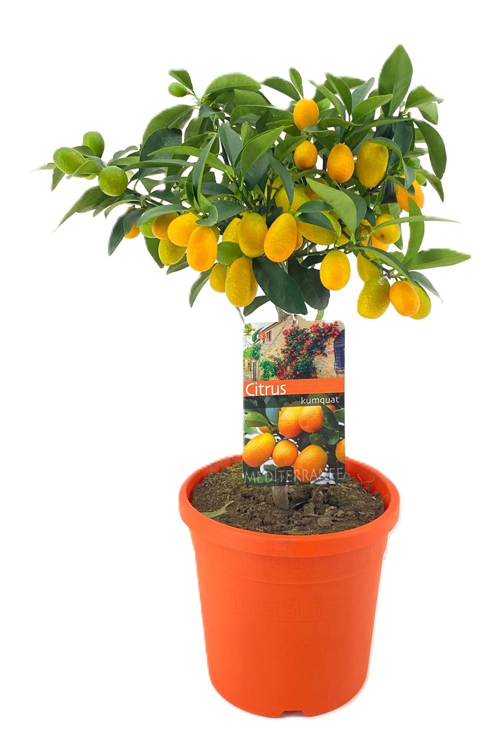 Citrus kumquat, D 19
