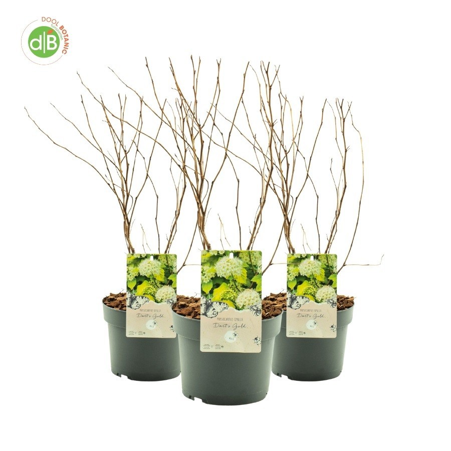 Physocarpus op. 'Dart's Gold', D 19