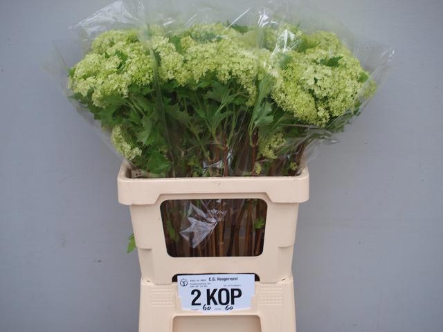 Вибурнум Розеум 60 (зел.), шт.