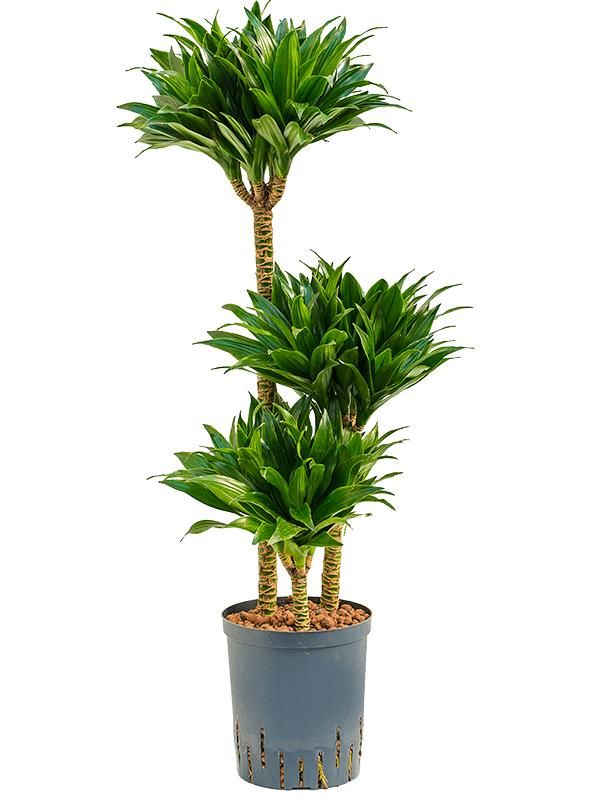 Dracaena fragrans 'Compacta', D 18