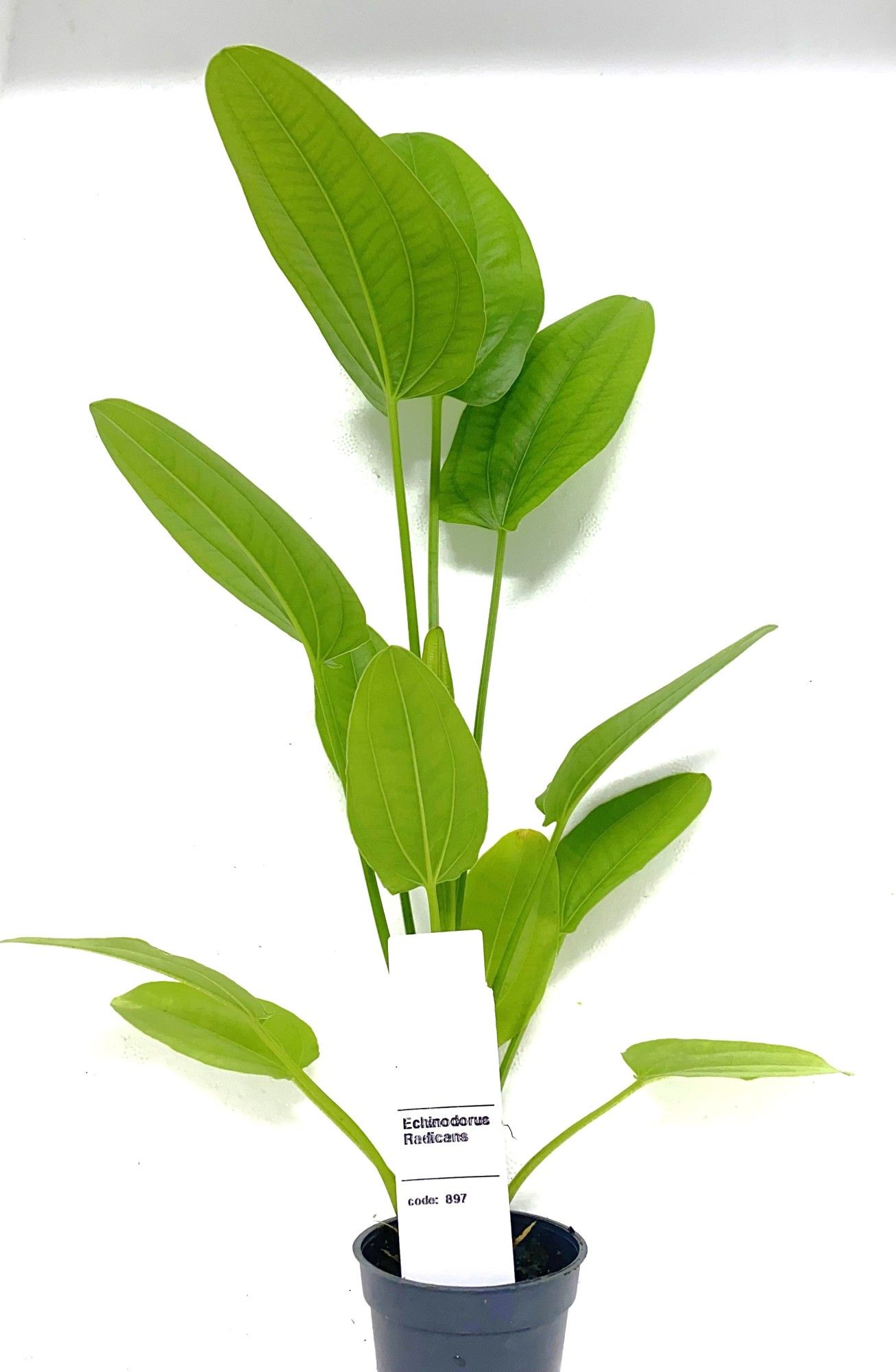 Echinodorus radicans, D 5