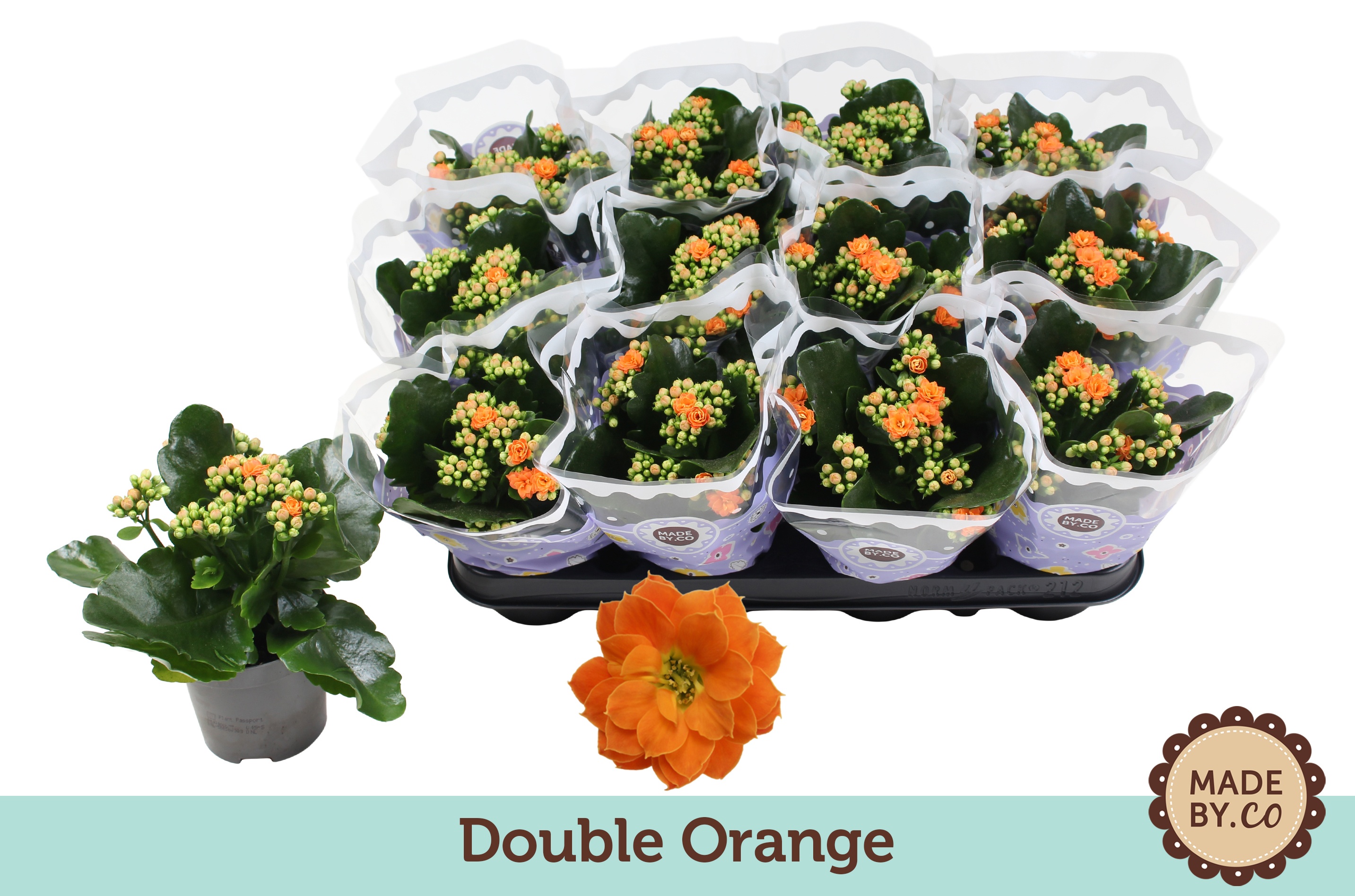 Kalanchoë Double Orange, D 9